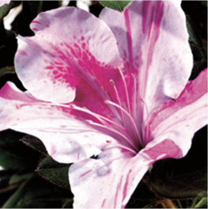 Encore Autumn Twist Azalea 3-5G