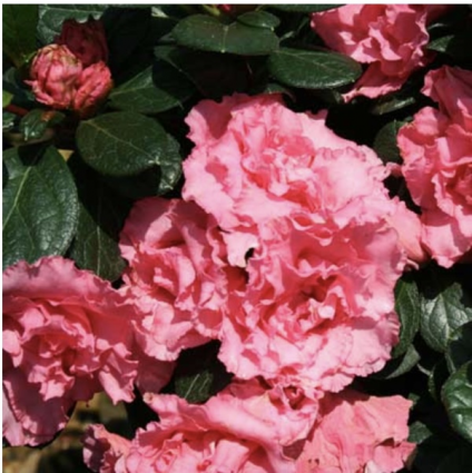 Bloom-A-Thon® Pink Double Reblooming Azalea 5G