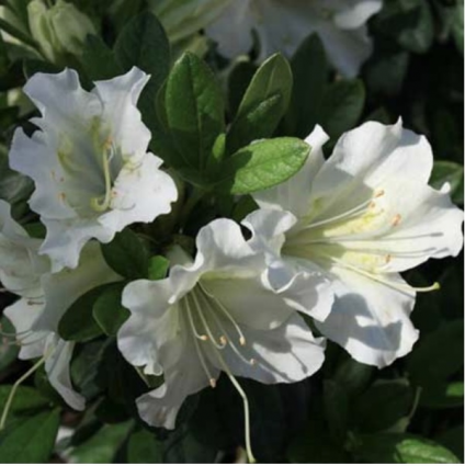 Bloom-A-Thon® White Reblooming Azalea 3-5G