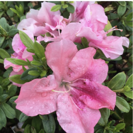 Blush Elegance Reblooming Azalea 3-5G