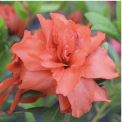 Coral Amazement Reblooming Azalea 3-5G