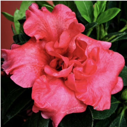 Red Magnificence Reblooming Azalea 3-5G