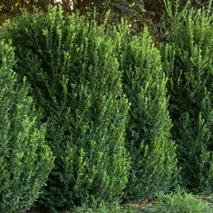 Green Mountain Cone Boxwood 18"