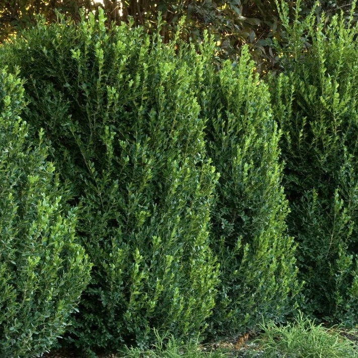 Green Mountain Cone Boxwood 24"