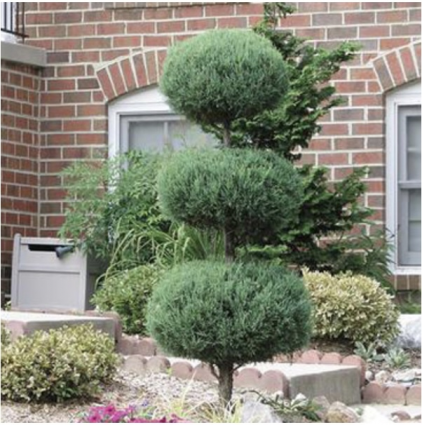 Green Mountain Boxwood 3-Ball Poodle Tier Topiary 5G