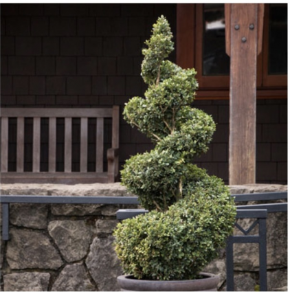 Green Mountain Spiral Boxwood  24"
