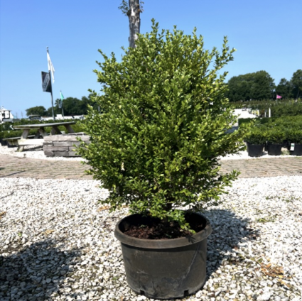 Green Mountain Conr Boxwood 30"