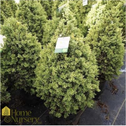 Sempervirens Pyramidal Boxwood  48"