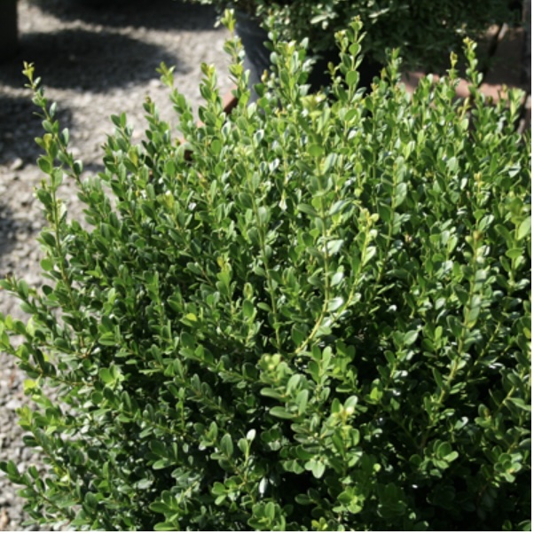 Baby Gem Boxwood 2G