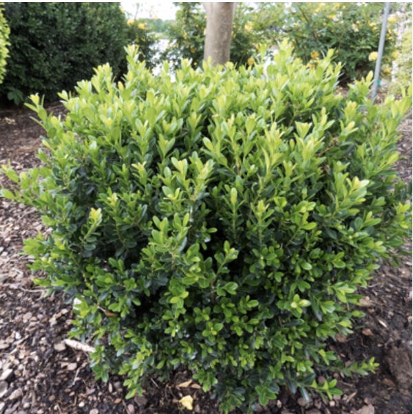 Baby Jade Boxwood 1G
