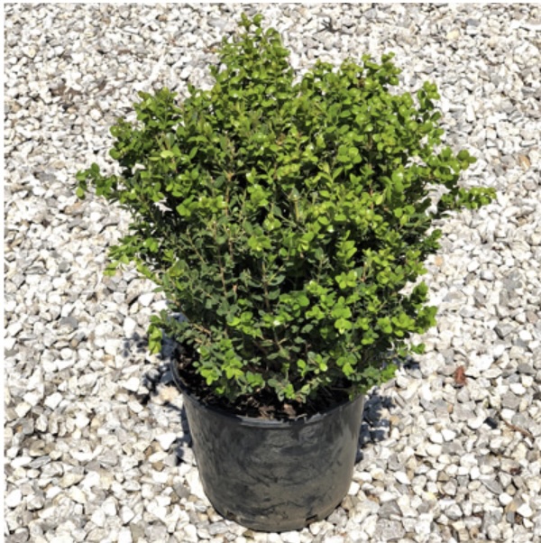 Emerald Jewel Boxwood 3-5G