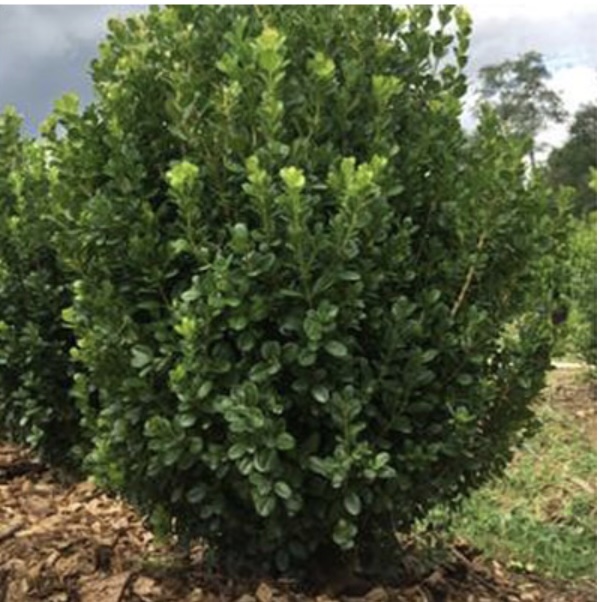 Freedom Boxwood 3-5G