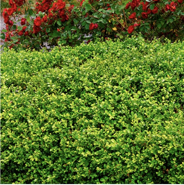 Green Beauty Boxwood 1G