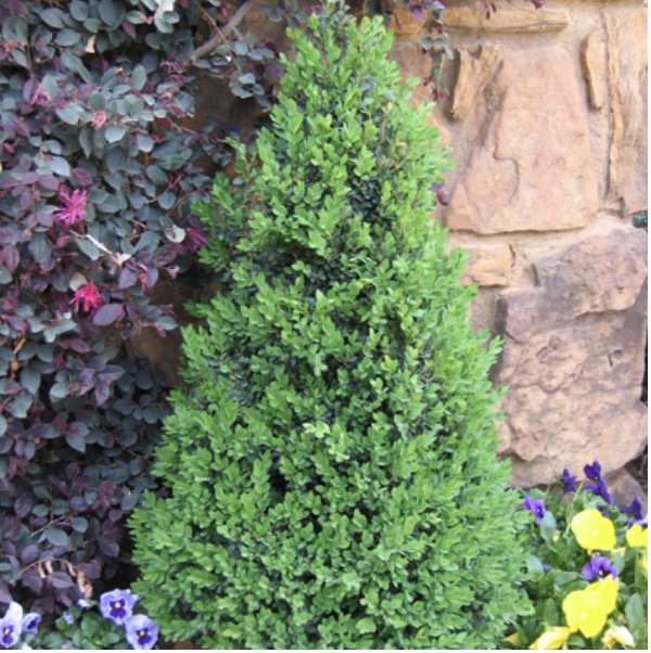Green Gem Boxwood 1G