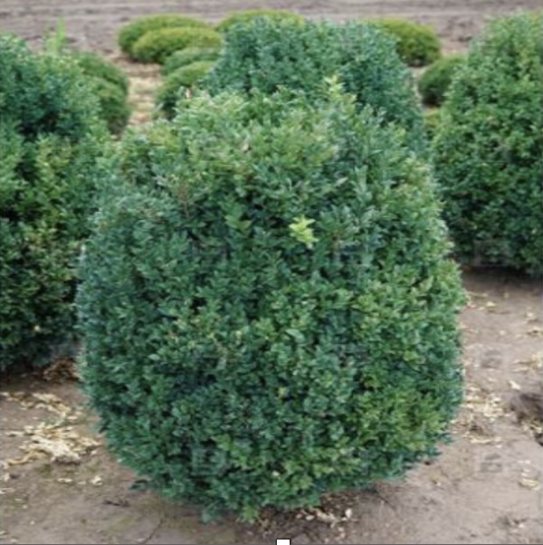 Julia Jane Boxwood 18"