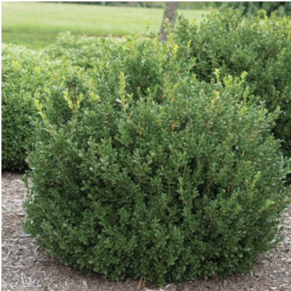 Little Missy Boxwood 1G