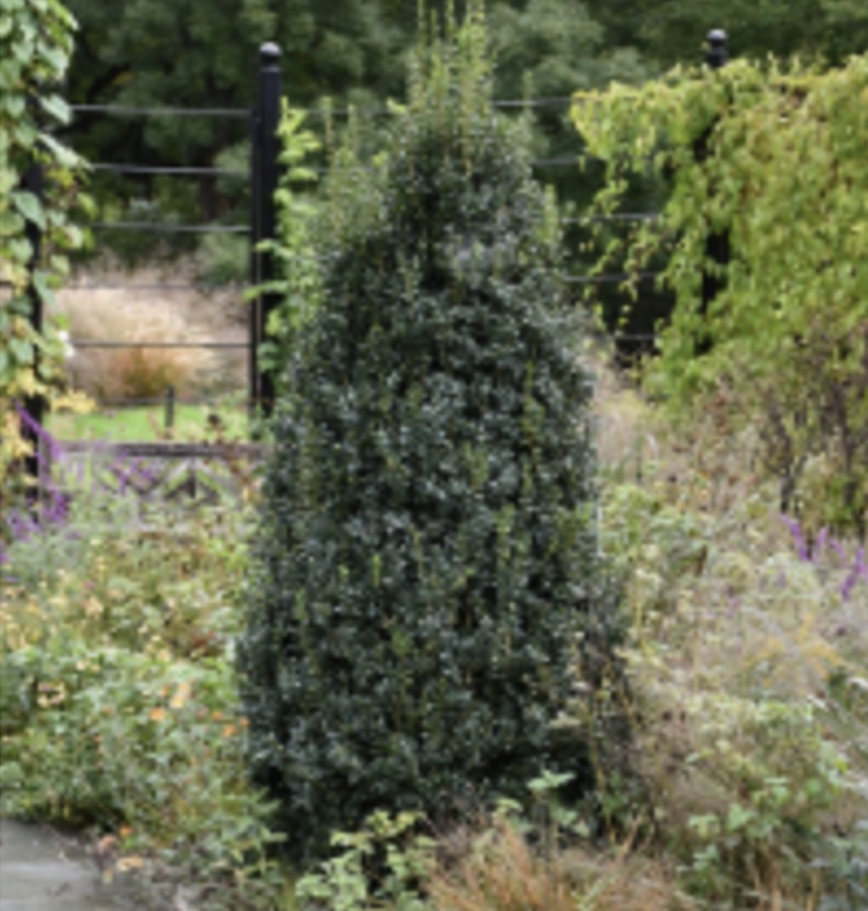 Newport Blue Columnar Boxwood 24"