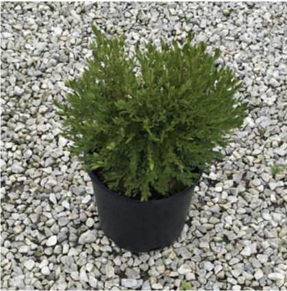 Northern Charm Boxwood 3-5 G