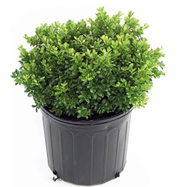 Tide Hill Boxwood  3-5G