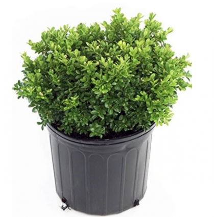 Tide Hill Boxwood  3-5G