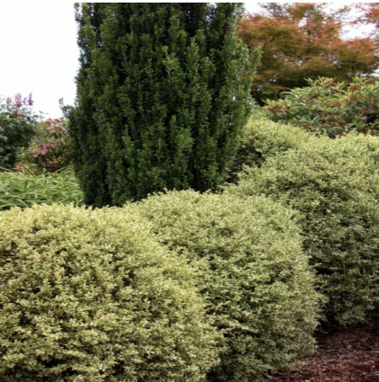 Variegated English Boxwood 4'