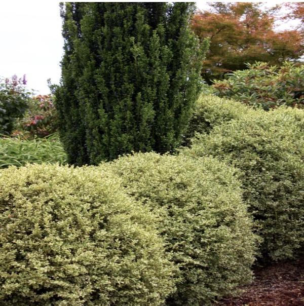 Variegated English Boxwood 5G
