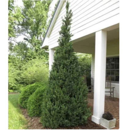 Dee Runk Boxwood 7G