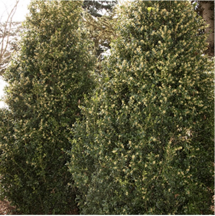 Green Tower Boxwood  3-5 G