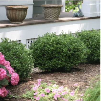 Sprinter® Boxwood 21"