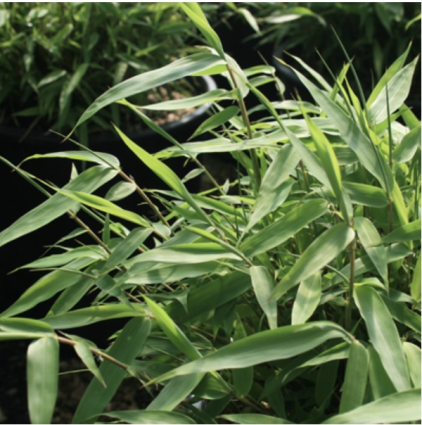 Fargesia Rufa Bamboo 3-5G