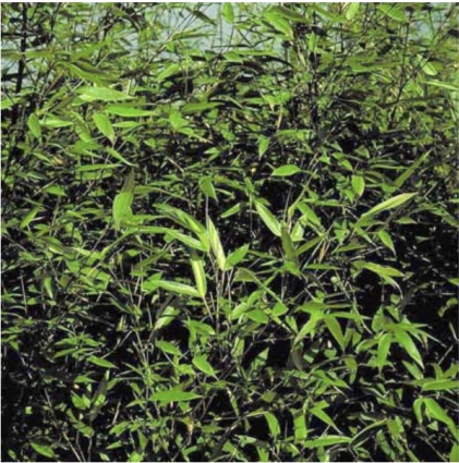 Yellow Groove Bamboo 10G