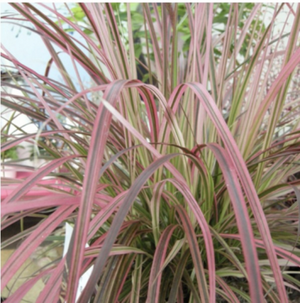Fireworks Fountain Grass 1G