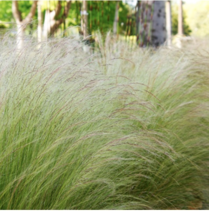 Mexican Feather Grass 1G