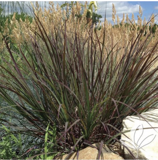 Blackhawk Big Bluestem 5G