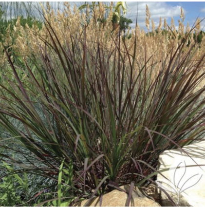 Blackhawk Big Bluestem 5G