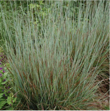 Standing Ovation Grass 1G