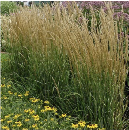 'Karl Foerster' Feather Reed Grass 1G
