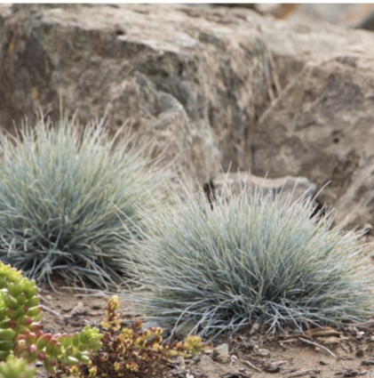 Elijah Blue Fescue Grass 1QT