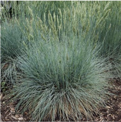 Cool as Ice Fescue Grass 1G
