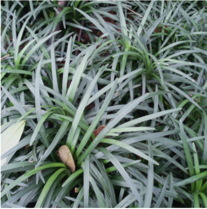Mondo Grass 1G