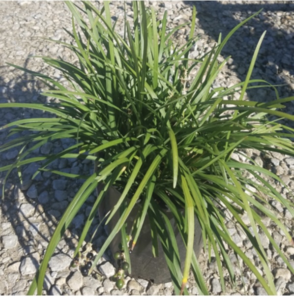 Liriopen Grass 1G