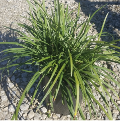 Liriopen Grass 1G