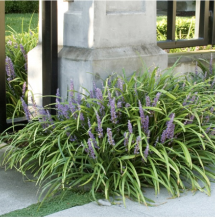 Liriope Spicata Grass 1G