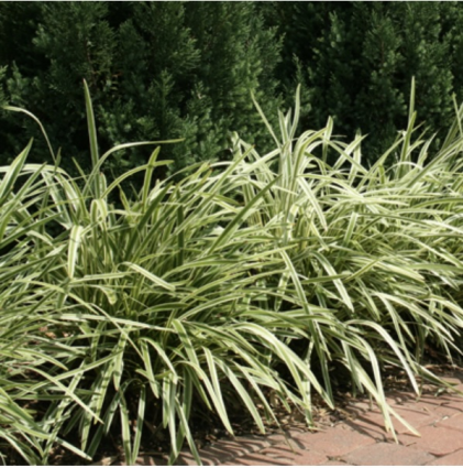 Variegated Liriope Grass 1G