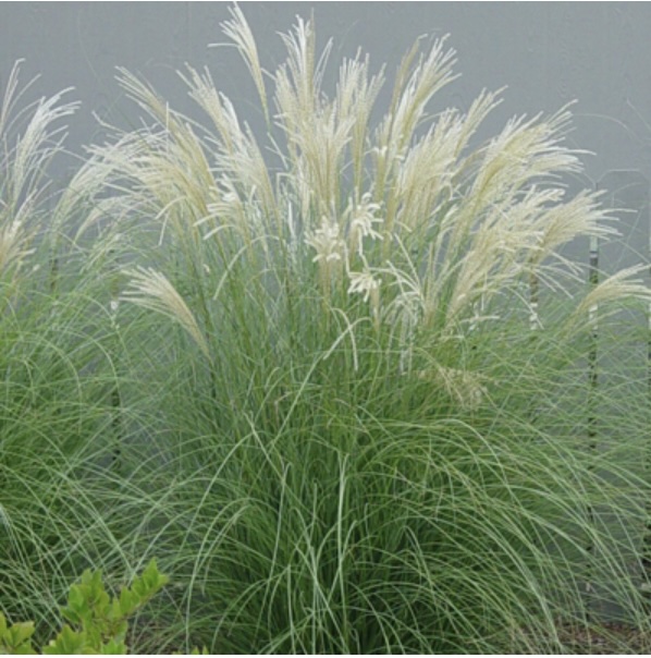Adagio Dwarf Silver Grass 3-5G  