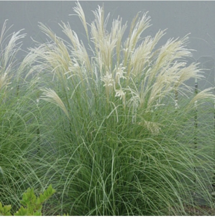 Adagio Dwarf Silver Grass 3-5G  