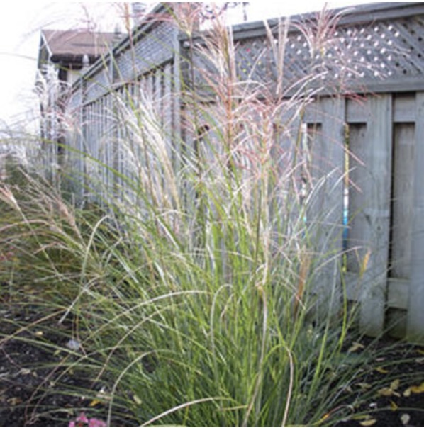 Autumn Light Grass 2G