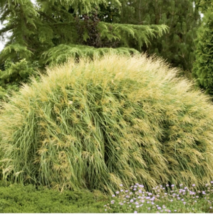 Dwarf Yakushima Maiden Grass 3-5G