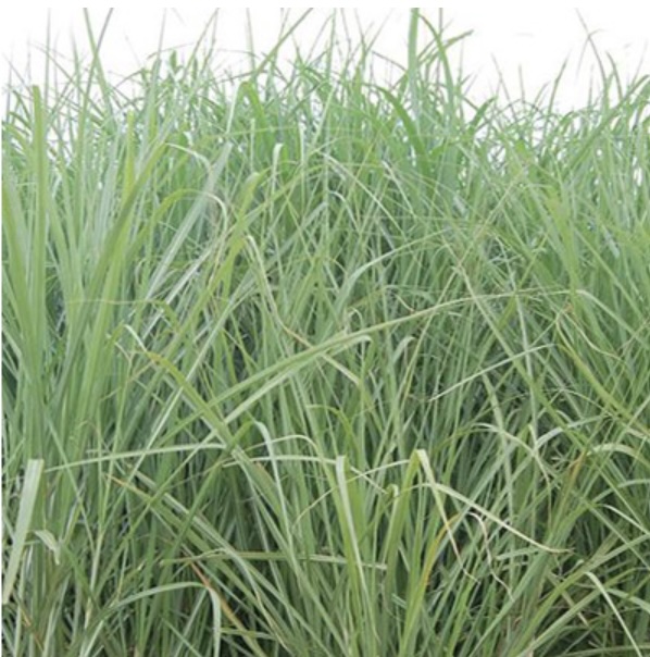 Giant Maiden Grass 3-5G