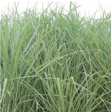 Giant Maiden Grass 3-5G